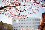 Körsbärsträd på campus