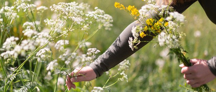 Sommarblommor